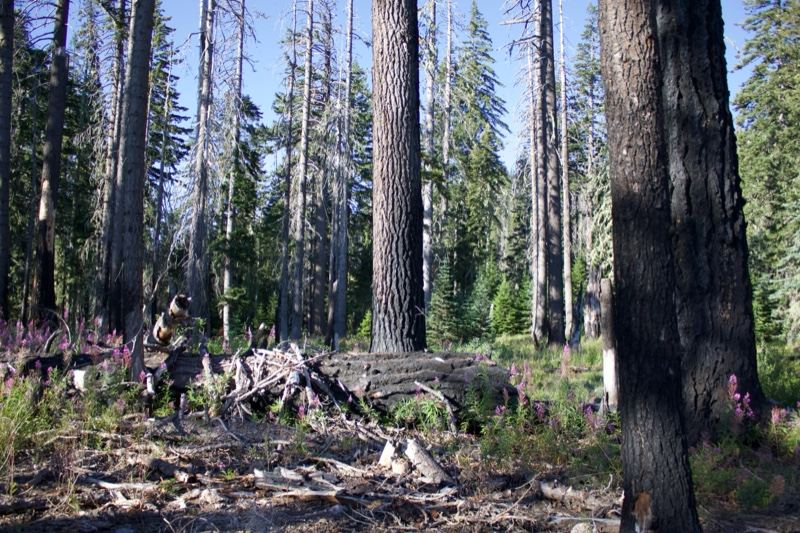 Burned Forest With Standing Pines