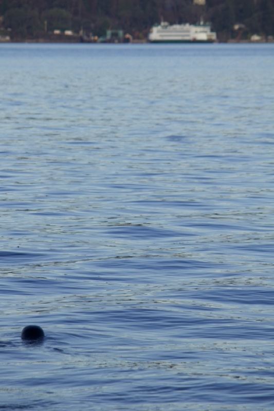 Seal Surfacing on Calm Lake