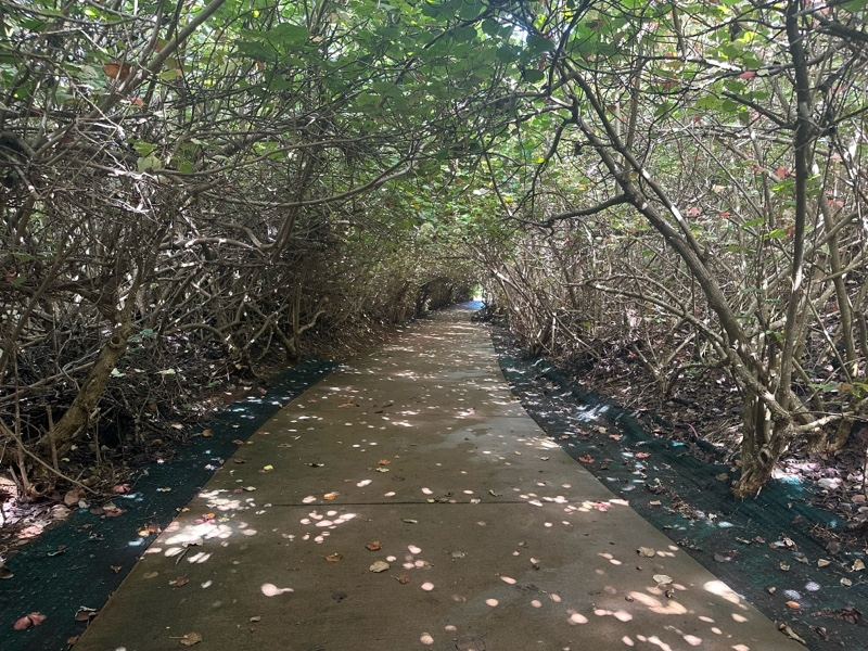 Sunlit Path Through Leafy Tunnel