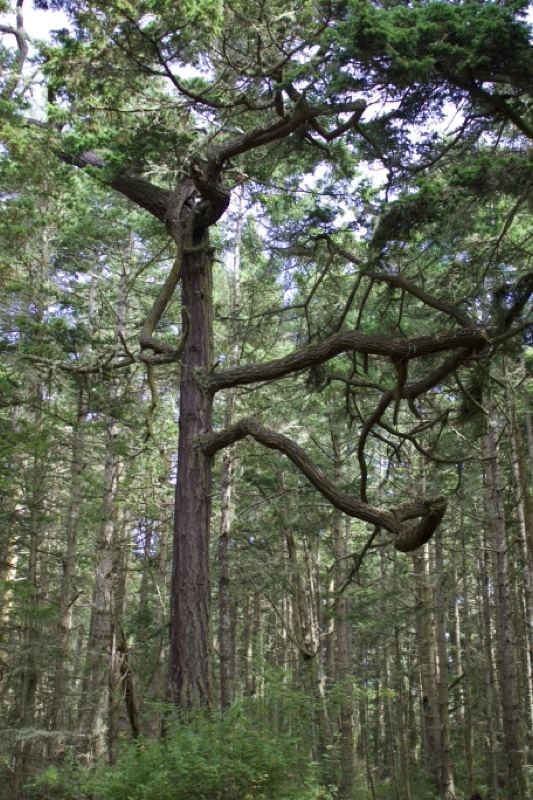 Old Growth Conifer in Temperate Forest