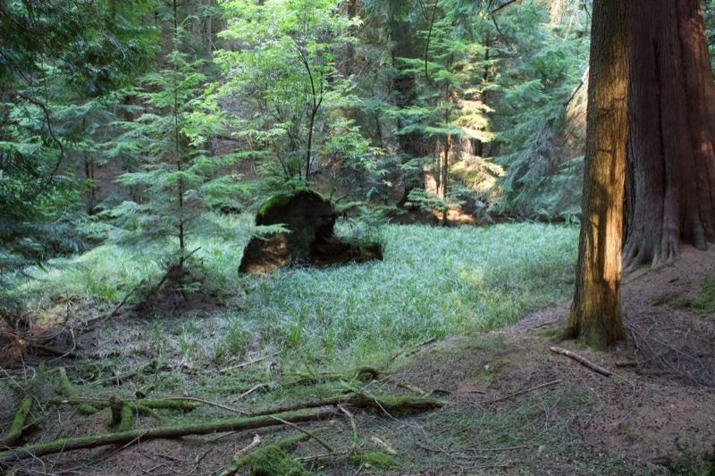 Forest Clearing With Fallen Log