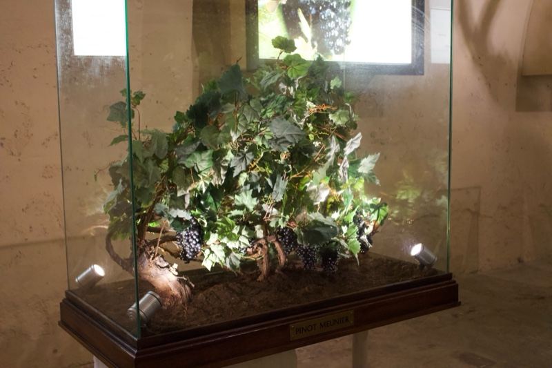Preserved Grapevine in Glass Display Case