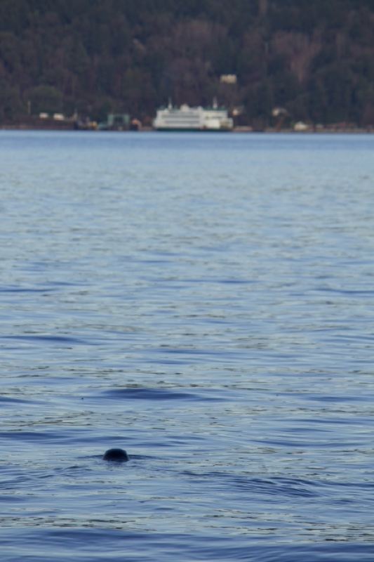 Seal Surfacing in Coastal Water
