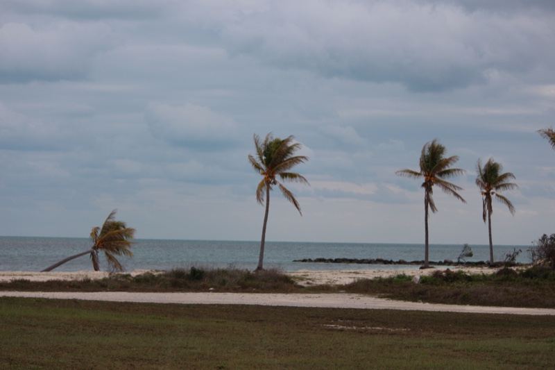 Windblown Palms Over Coastal Beach