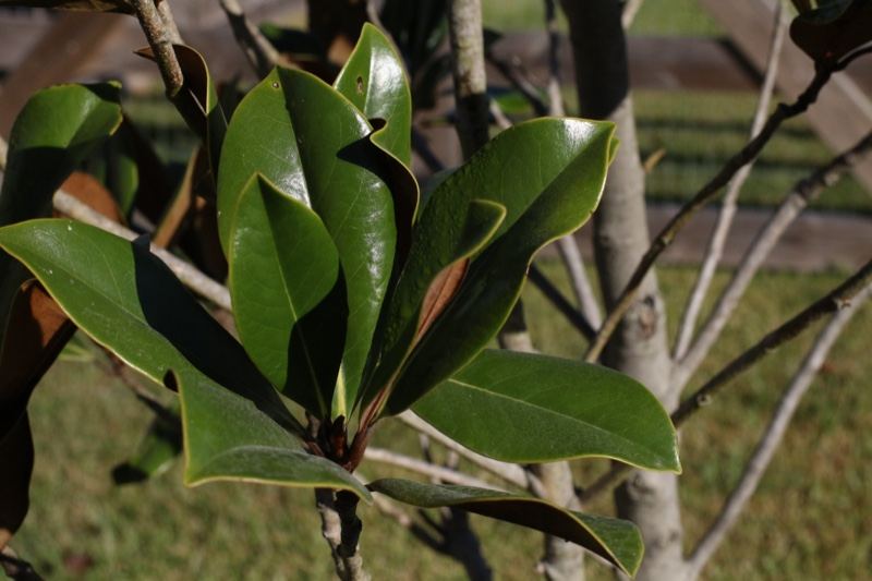 Magnolia Leaves Close Up