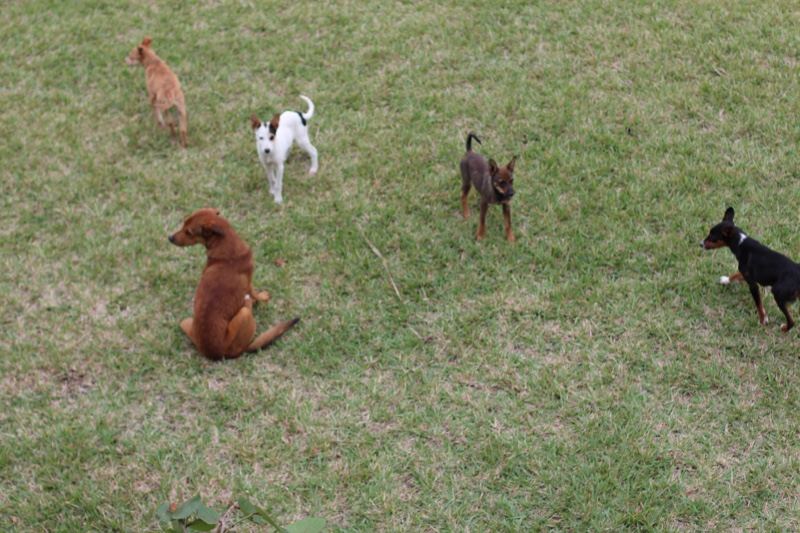 Small Dogs Playing on Grass Field