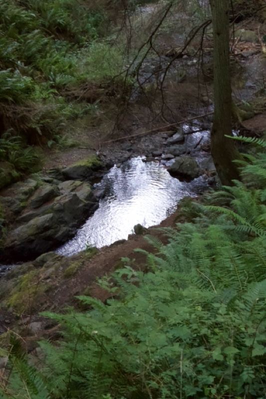 Woodland Stream With Ferns