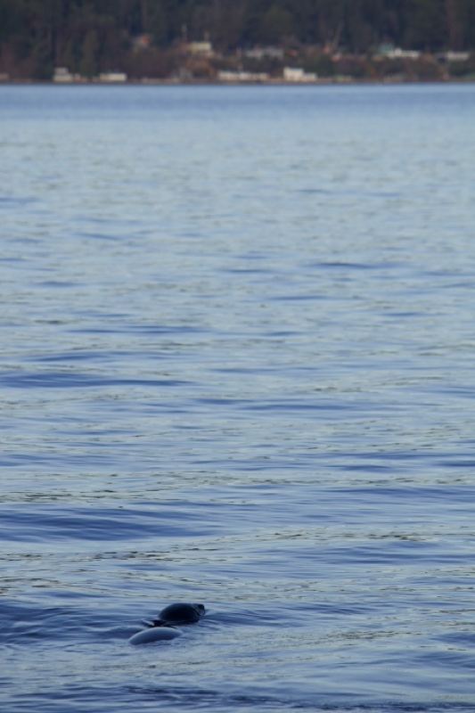 Seal Surfacing On Calm Water