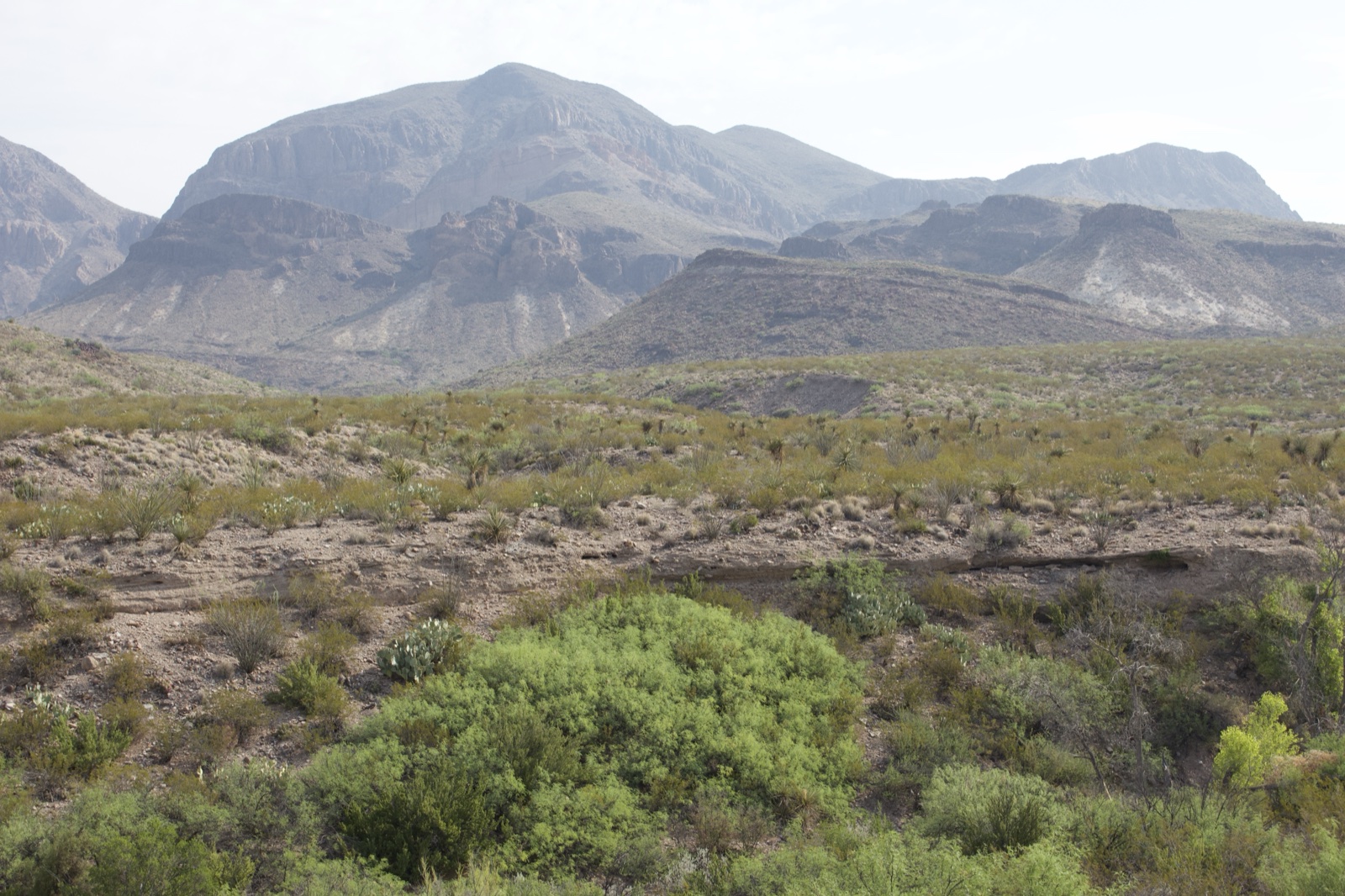 Desert Mountains and Scrub Landscape