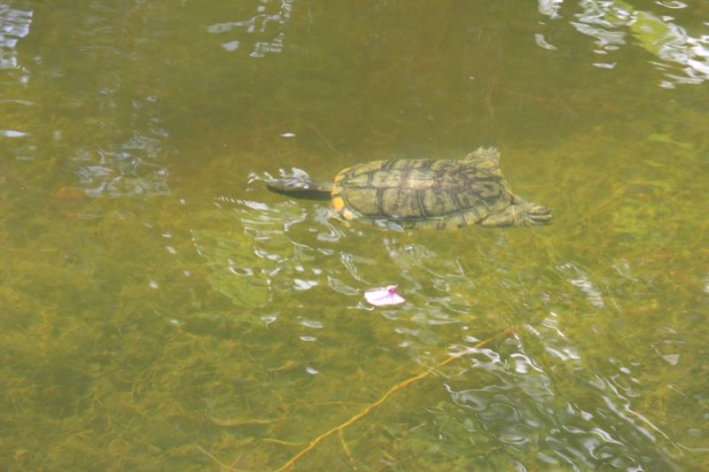 Turtle Swimming in Murky Pond Water