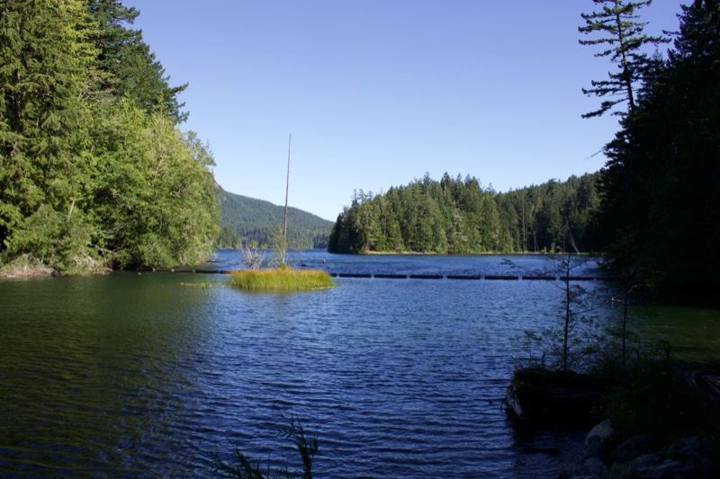 Serene Forest Lake Under Clear Sky
