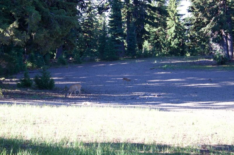 Deer in Forest Clearing