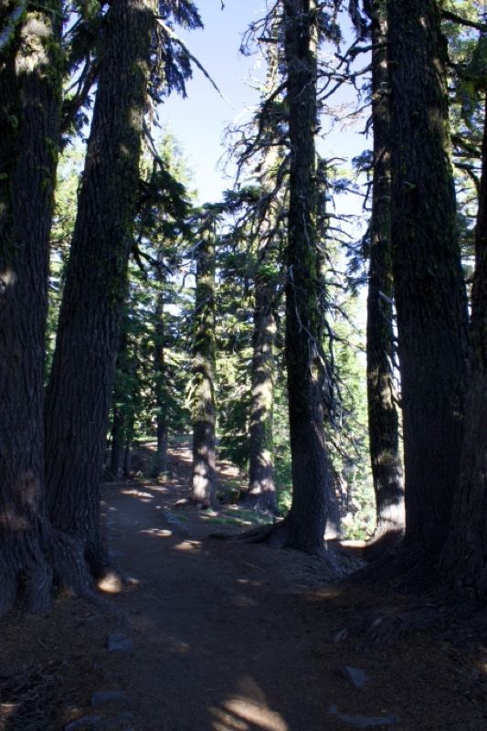 Forest Trail Through Tall Conifers