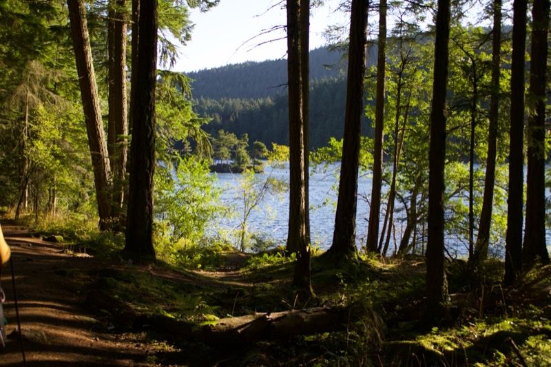 Forest Trail Overlooking Lake