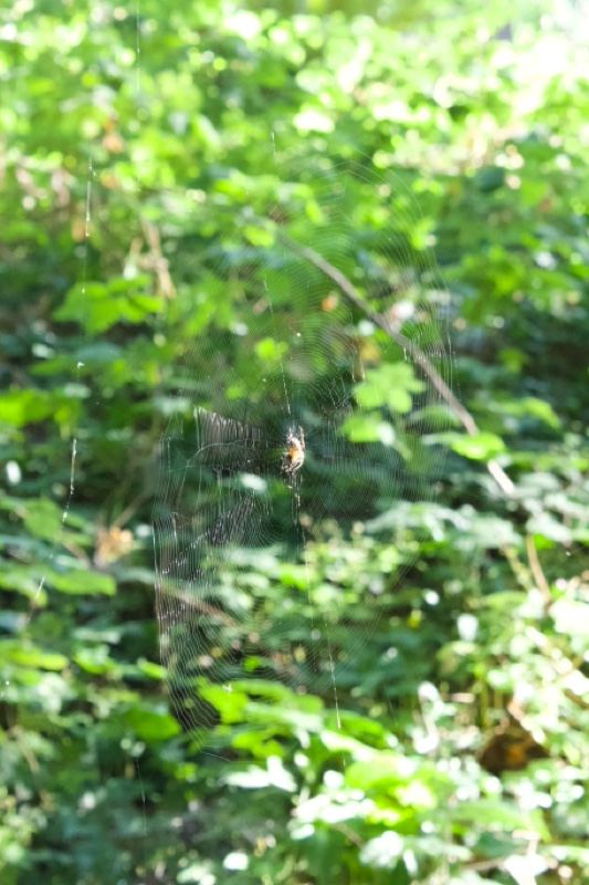 Blurry spider web in green foliage