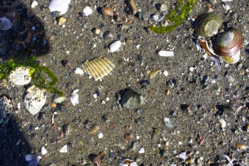 Seashells on Wet Beach Sand
