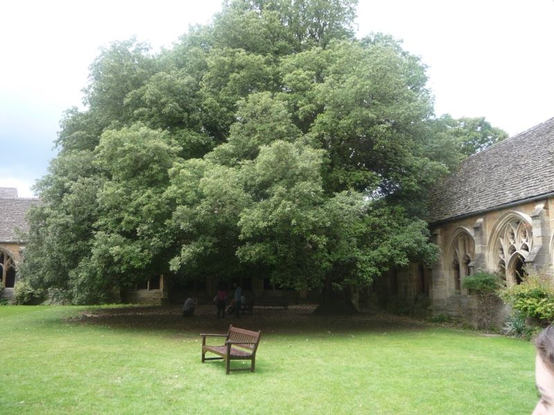 Large Tree in Historic Courtyard