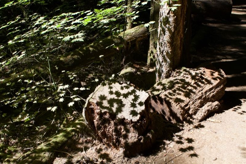 Fallen Log on Forest Trail