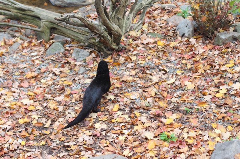 Otter on Autumn Leaves Forest Floor