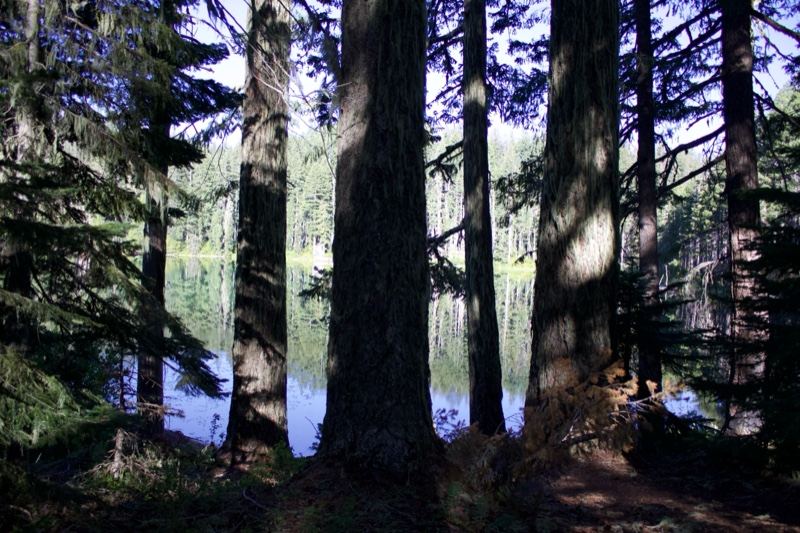 Forest Trees Framing Mountain Lake