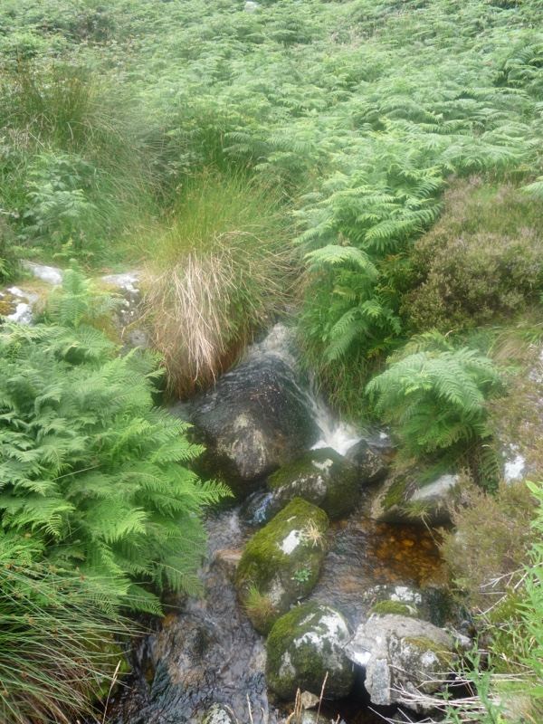 Mountain Stream Through Ferns