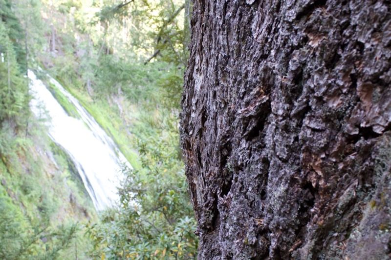 Tree Bark Framing Forest Waterfall