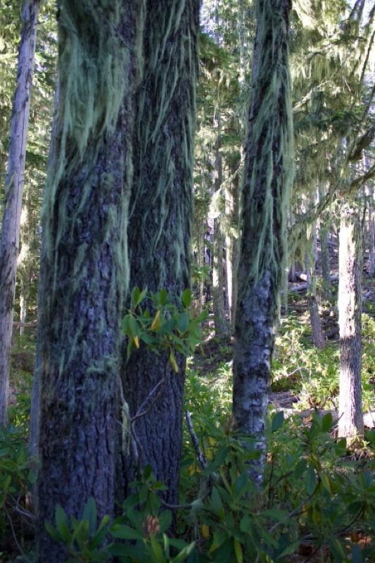 Moss-Covered Tree Trunks in Forest