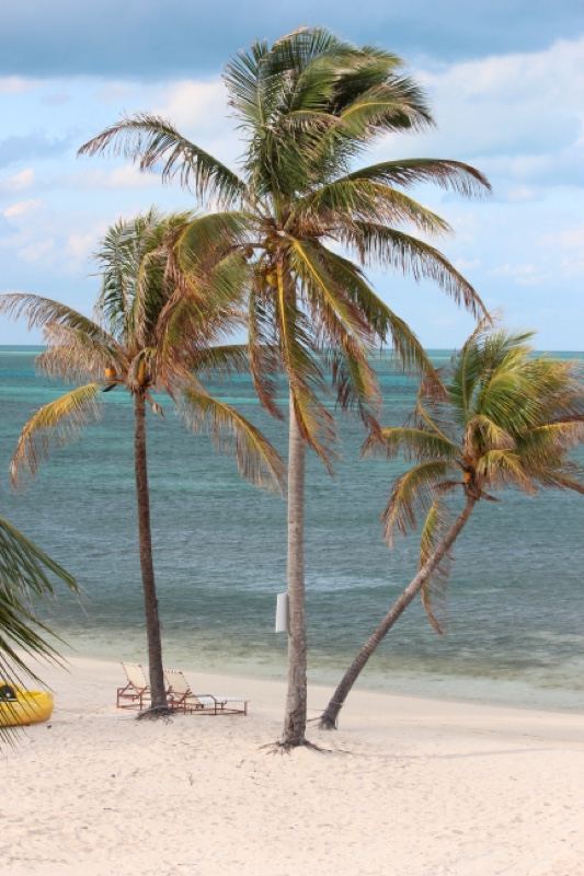 Palm Trees on Tropical Beach