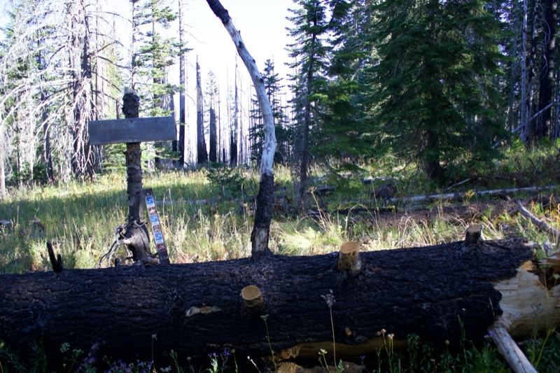 Forest Trail With Fallen Log And Sign