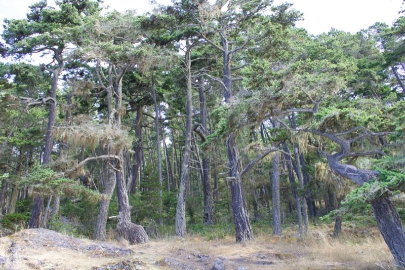 Coastal Conifer Forest With Dry Grass