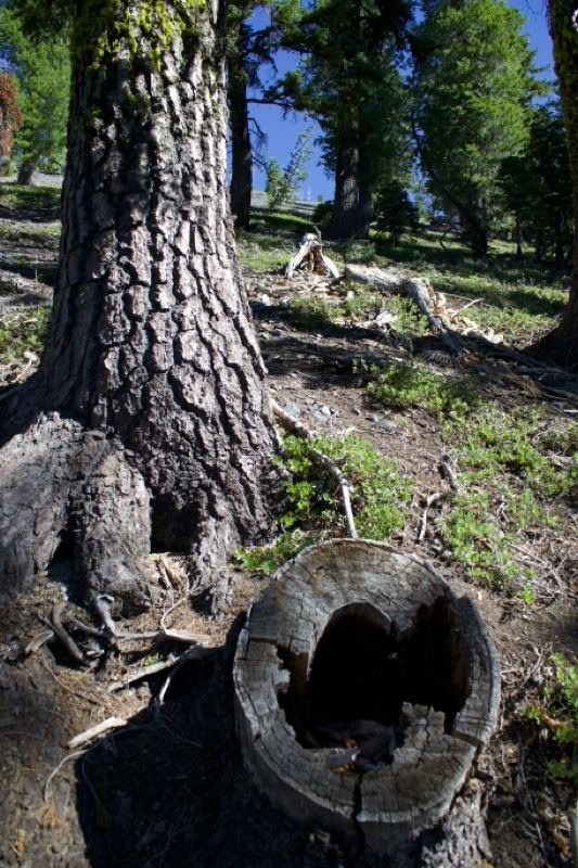 Tree Trunk and Stump in Forest