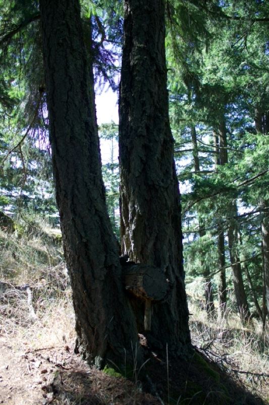 Two Douglas Fir Trunks in Forest
