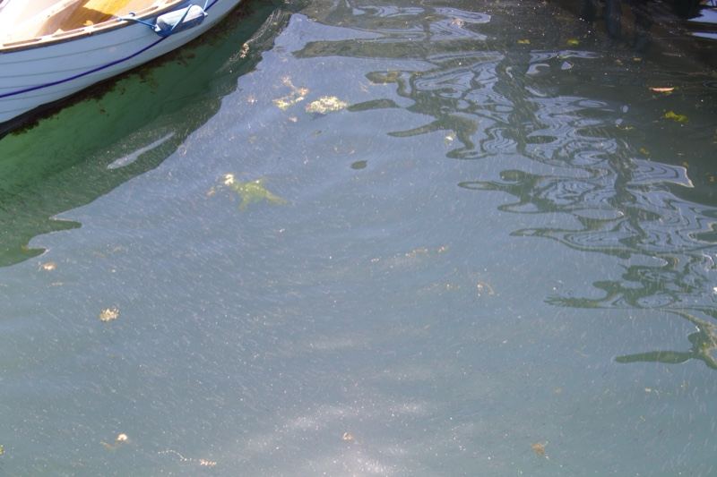 Boat Edge Over Greenish Harbor Water