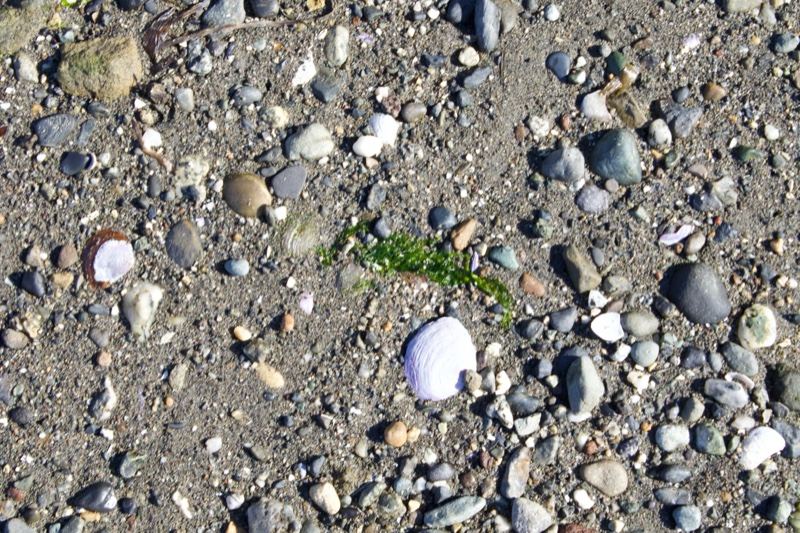 Shells and Pebbles on Gravel Beach