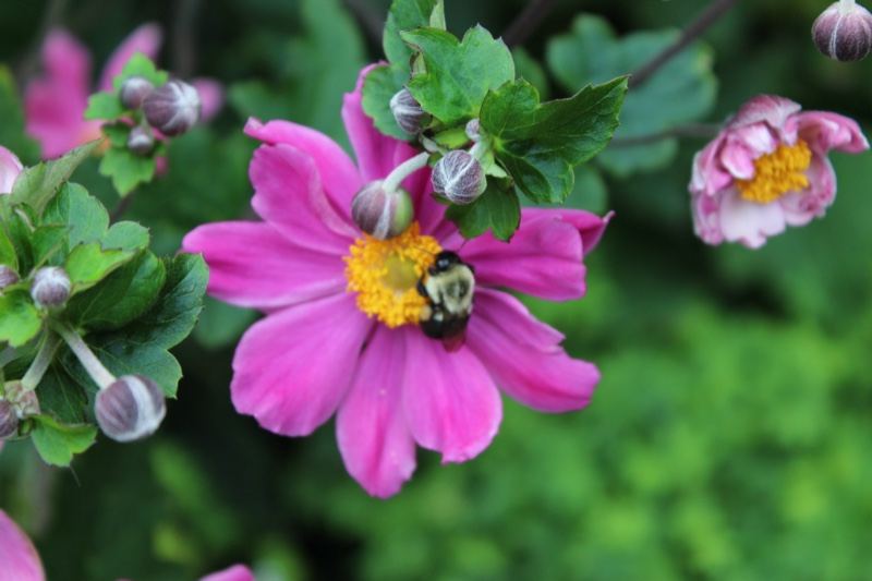 Bumblebee on Pink Anemone Flower