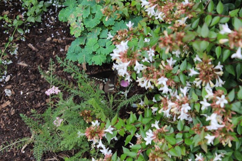 White Flowering Shrub in Garden Bed