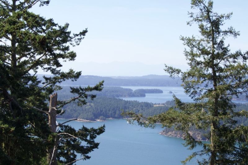 Coastal Inlet View Through Pine Trees