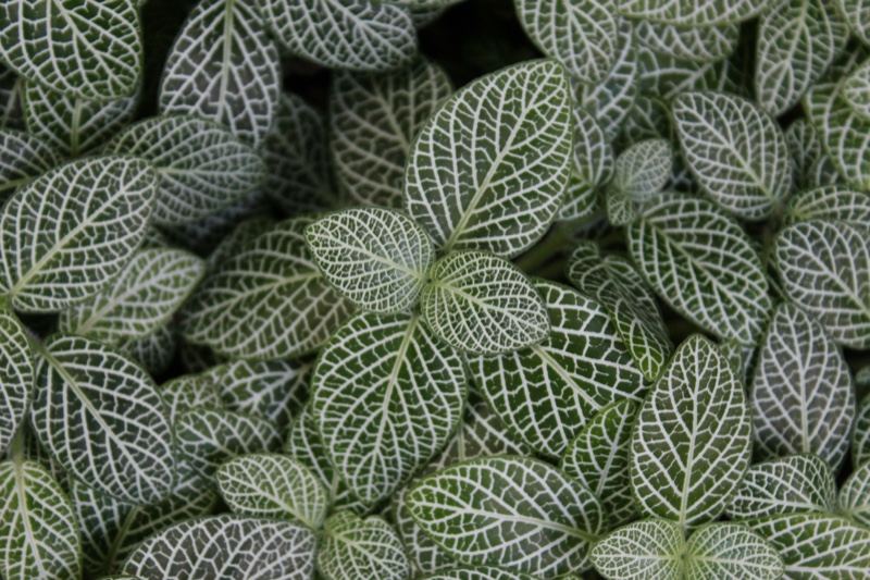 Fittonia Nerve Plant Leaves Close Up