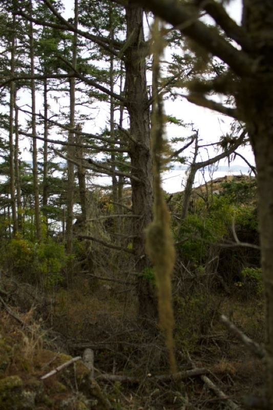 Overgrown Coastal Conifer Forest View