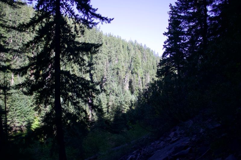 Sunlit Forest Valley Between Trees