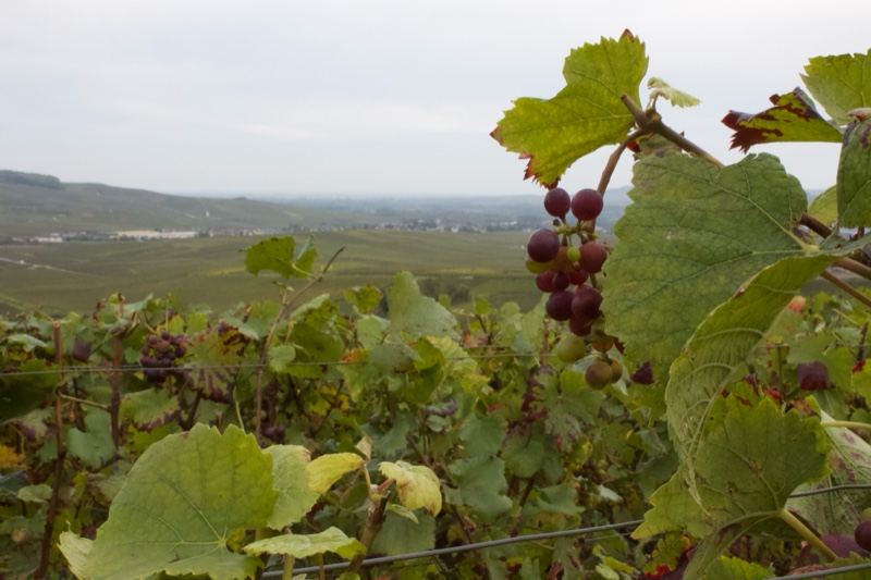 Grape Cluster in Vineyard with Hills