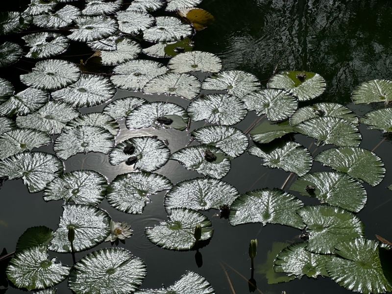Lily Pads Floating on Dark Pond