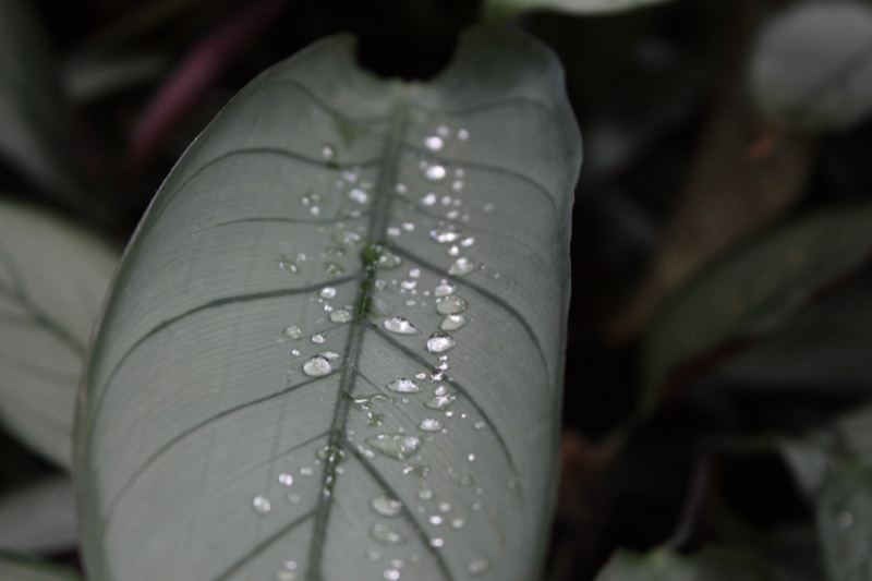 Wet Leaf with Water Droplets