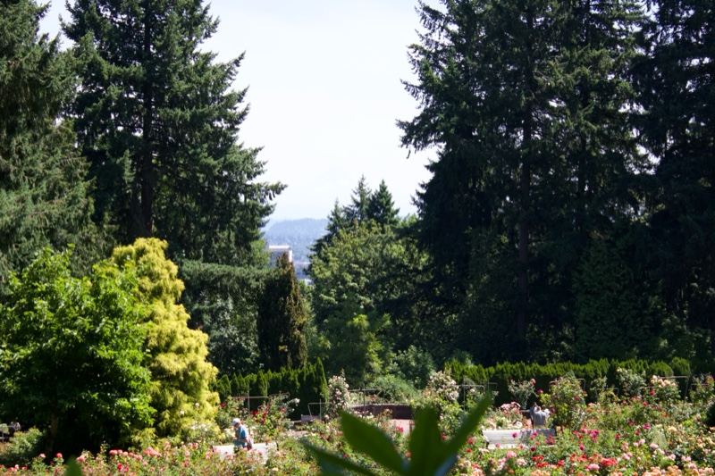 Garden View Through Trees
