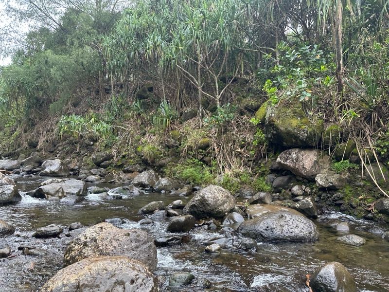 Mountain Stream With Rocks And Lush Vegetation