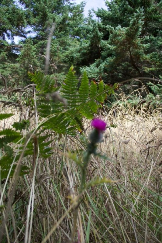 Purple Thistle in Grassy Woodland