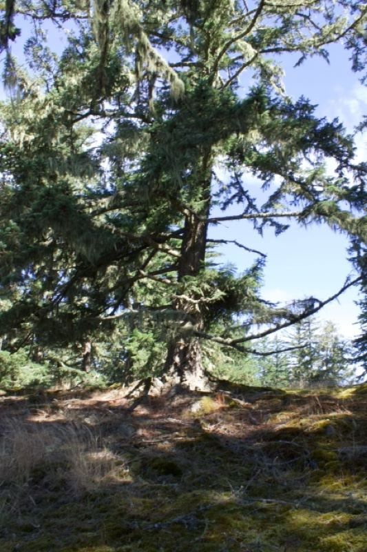 Mature Evergreen Tree On Hillside