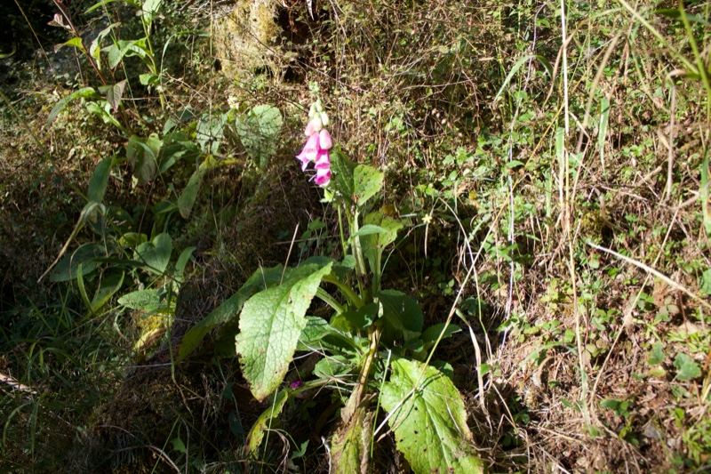 Pink Foxglove in Grassy Slope