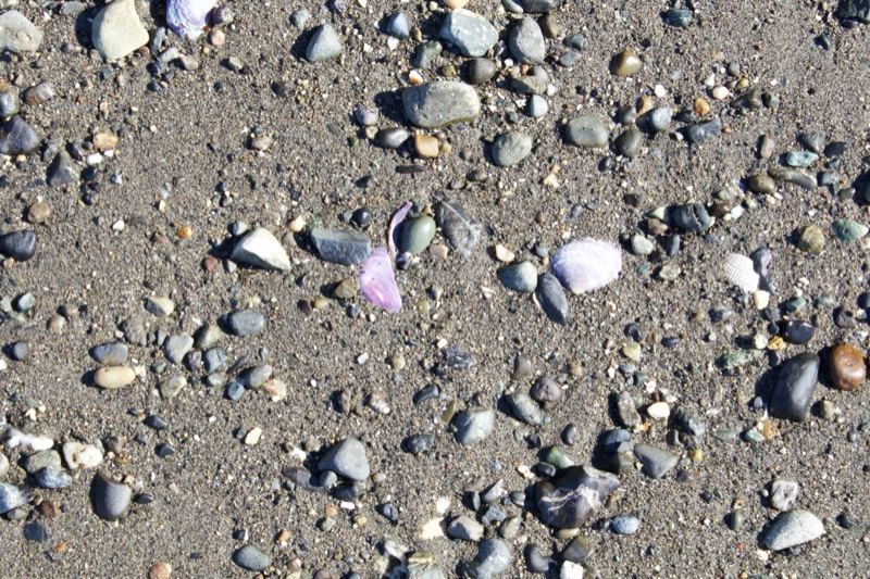 Beach sand with shells and petals