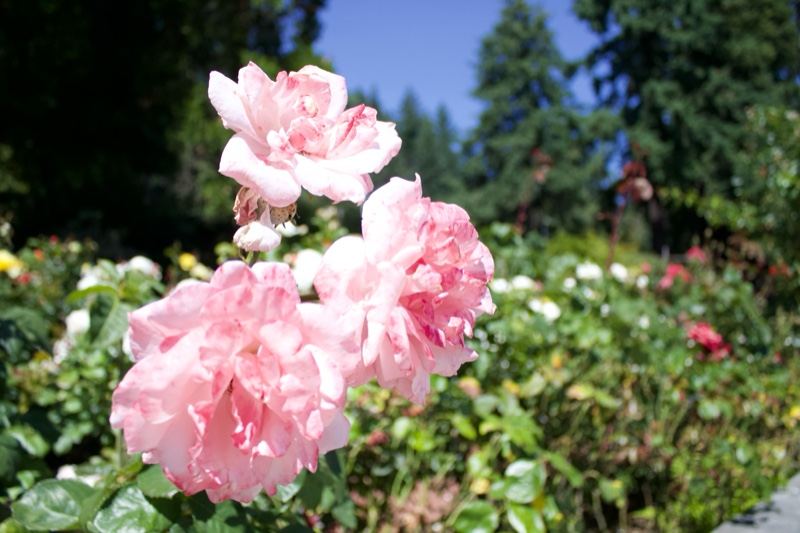 Pink Roses in Sunny Garden